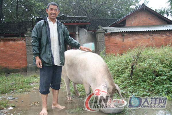 [重訪四川]成都探訪豬堅強