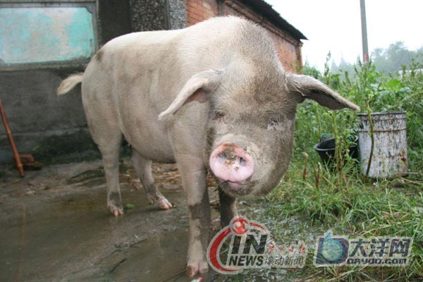 [重訪四川]成都探訪豬堅強