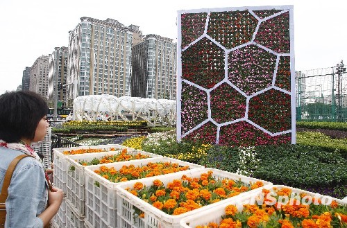 “鳥巢”“水立方”國慶花壇扮靚長安街