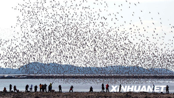 百萬(wàn)只候鳥(niǎo)鴨綠江口濕地“加油”[組圖]