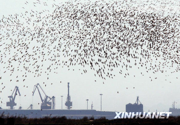 百萬(wàn)只候鳥(niǎo)鴨綠江口濕地“加油”[組圖]