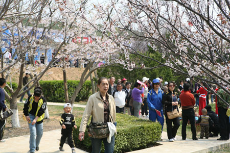 大連櫻花節盛裝啟幕