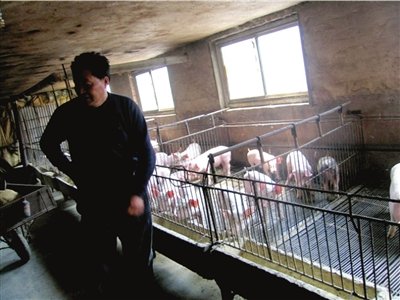 豬肉價格跌至兩年來最低 肉菜同價豬農陷困境