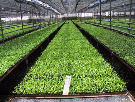 云南花卉熱銷海外市場(chǎng) 出口量和出口額同比增長(zhǎng)51.5%、11.7%