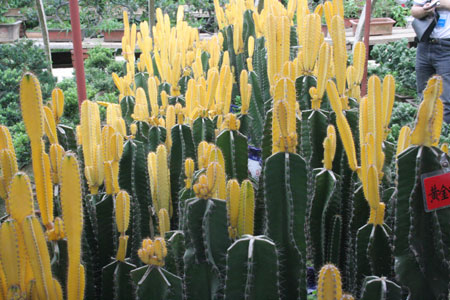 “網上看河南”記者參觀“花都”鄢陵縣花木園區(qū)