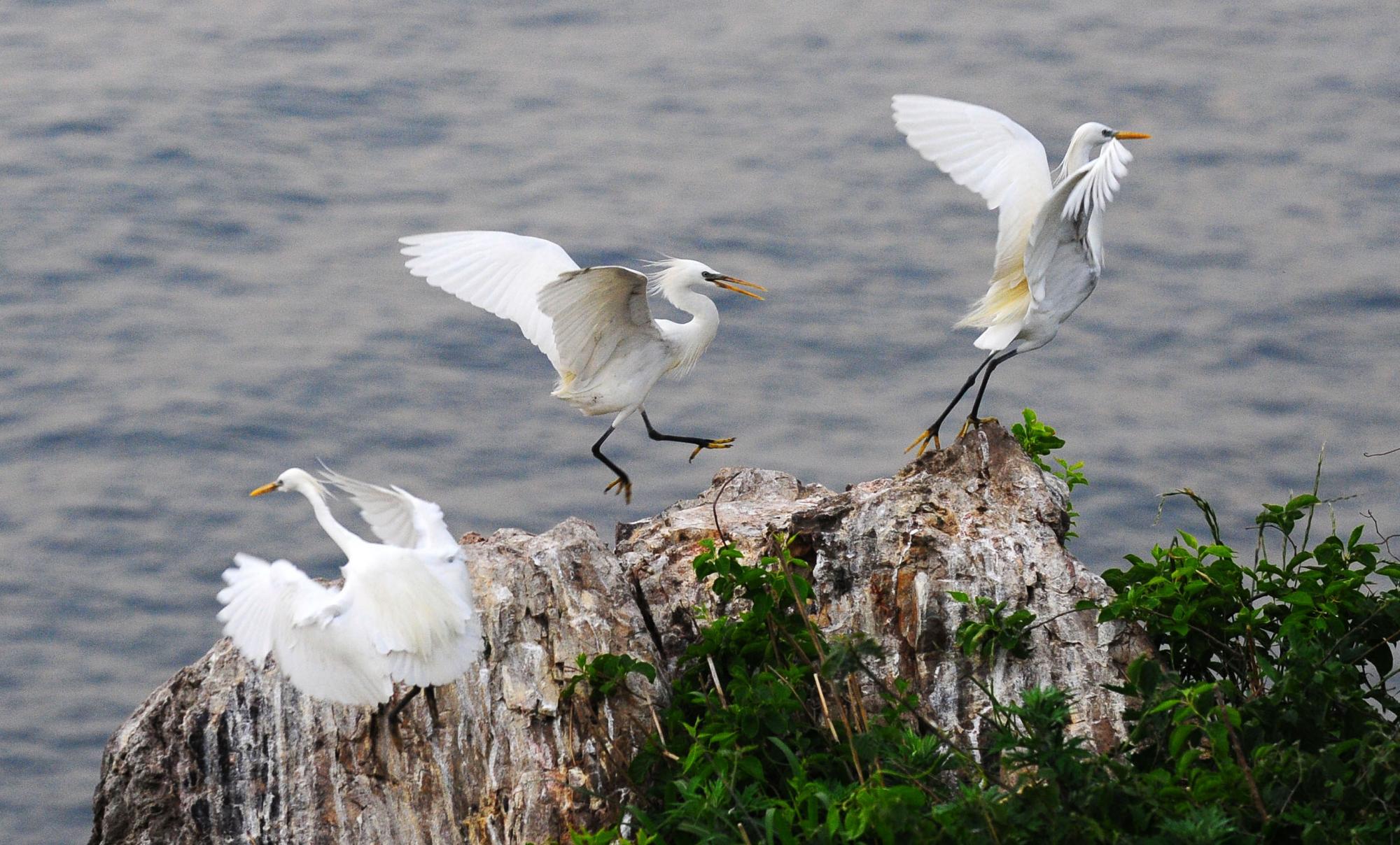 大連元寶島發現中國最大的黃嘴白鷺繁殖種群