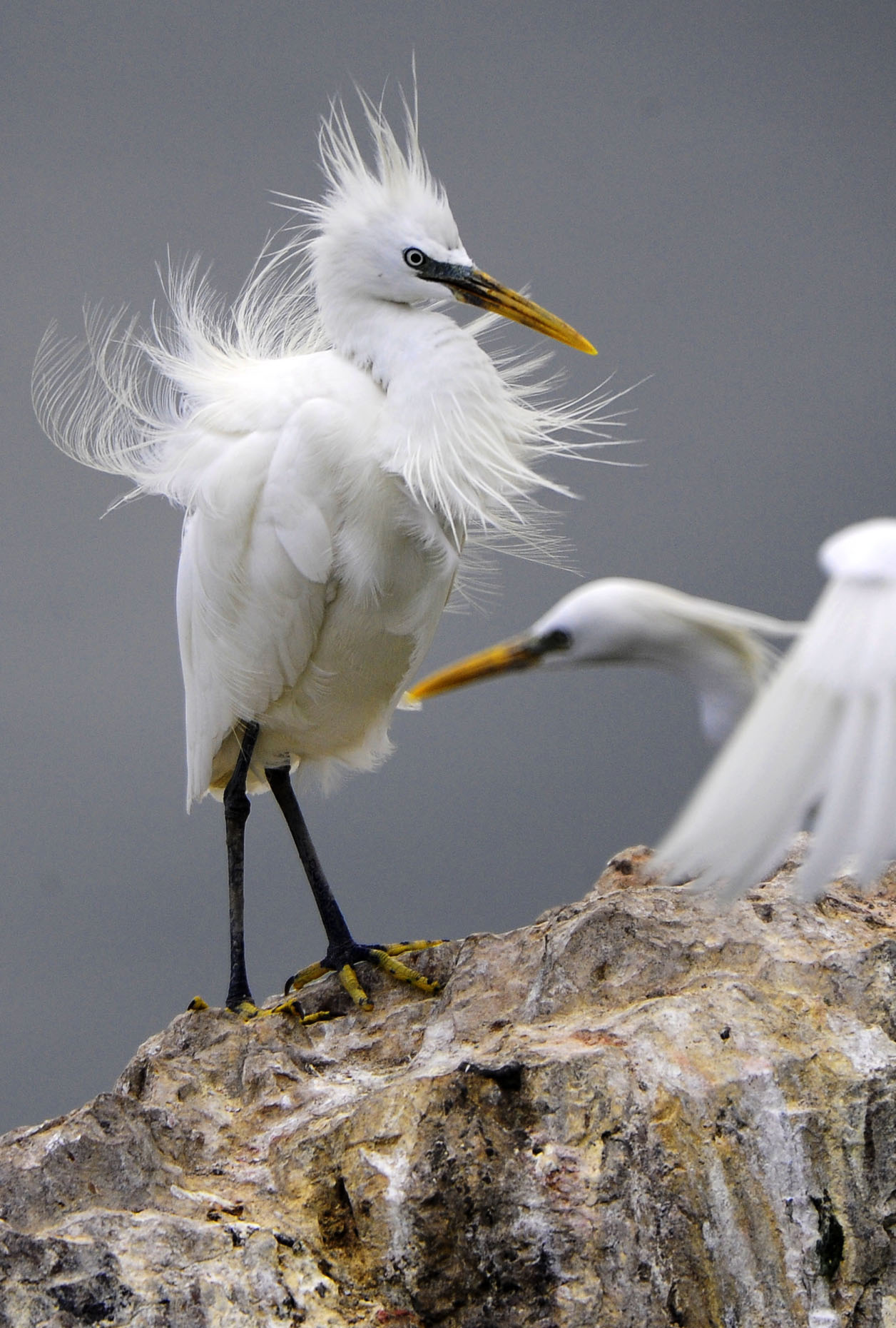 大連元寶島發(fā)現(xiàn)中國最大的黃嘴白鷺繁殖種群