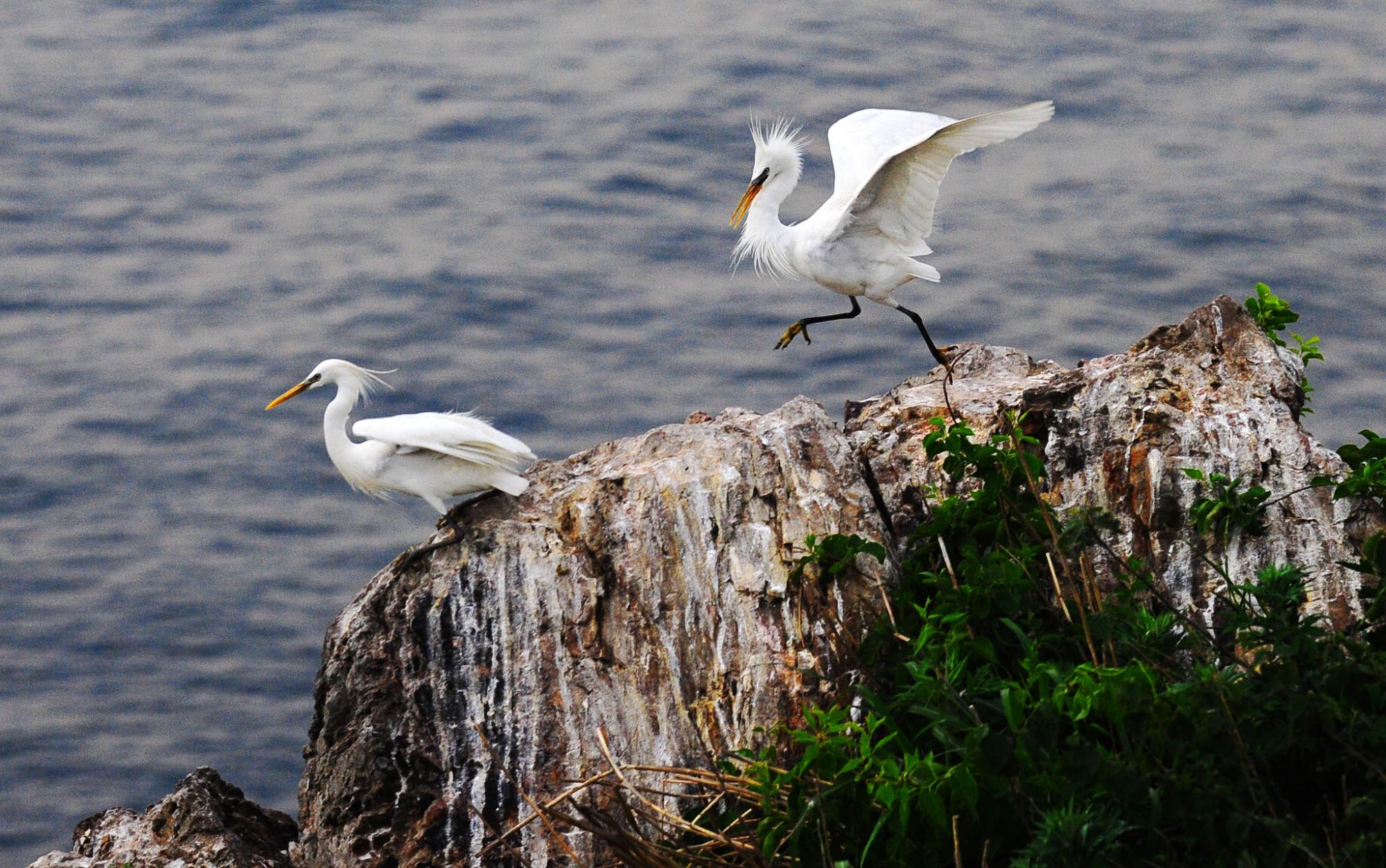 大連元寶島發(fā)現(xiàn)中國最大的黃嘴白鷺繁殖種群