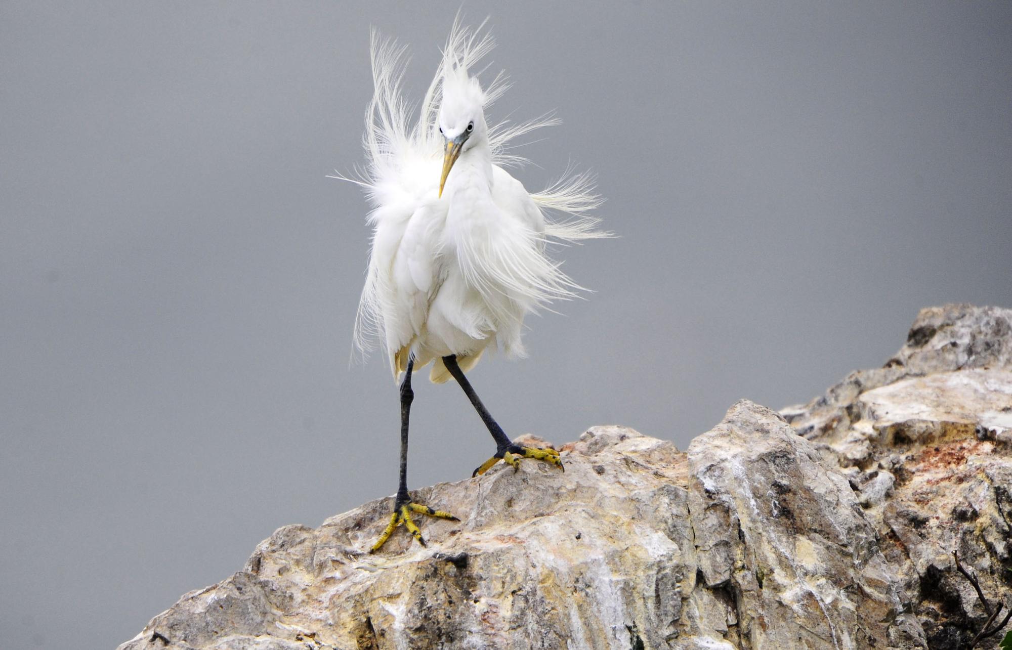 大連元寶島發現中國最大的黃嘴白鷺繁殖種群
