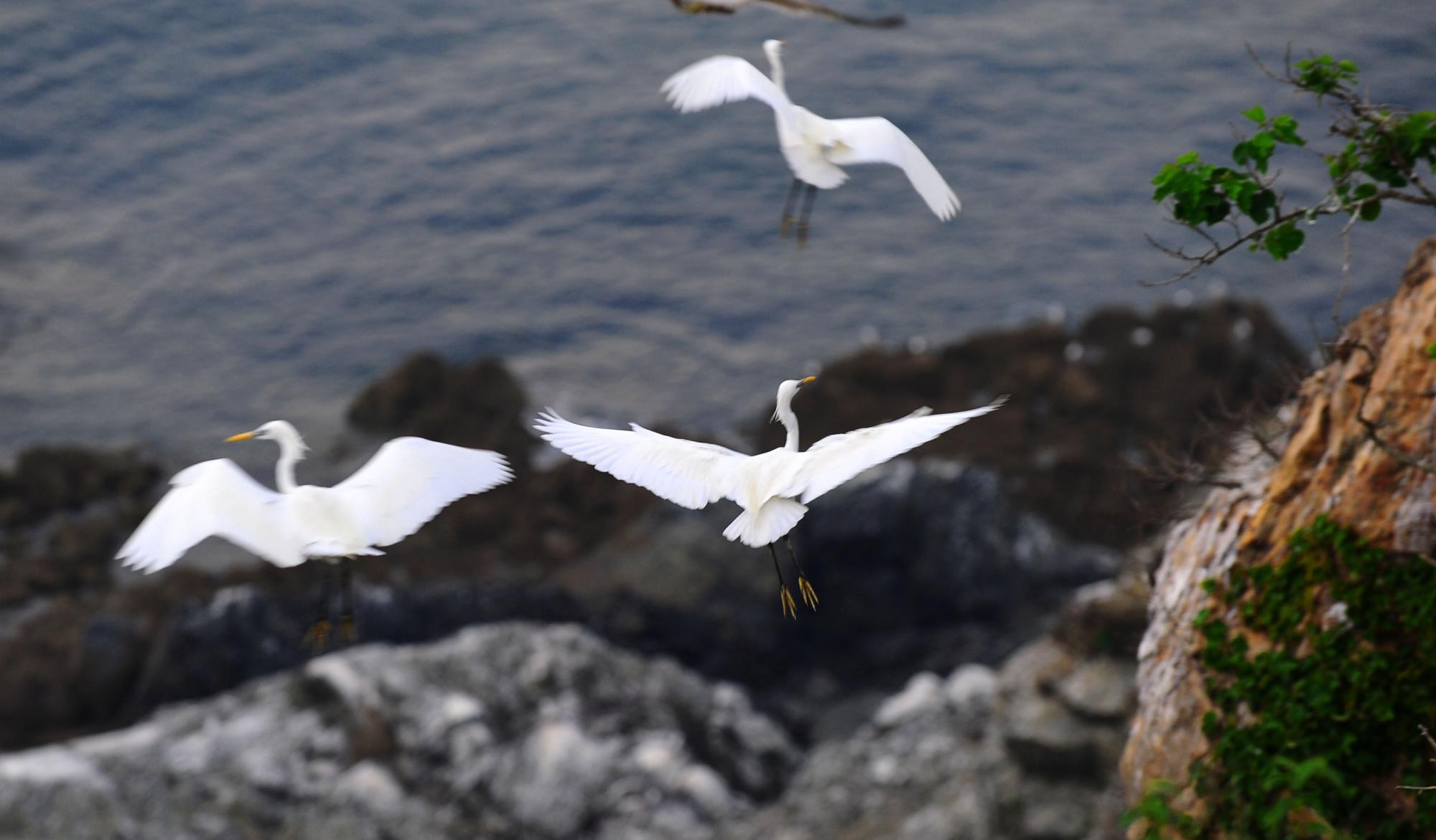 大連元寶島發(fā)現中國最大的黃嘴白鷺繁殖種群