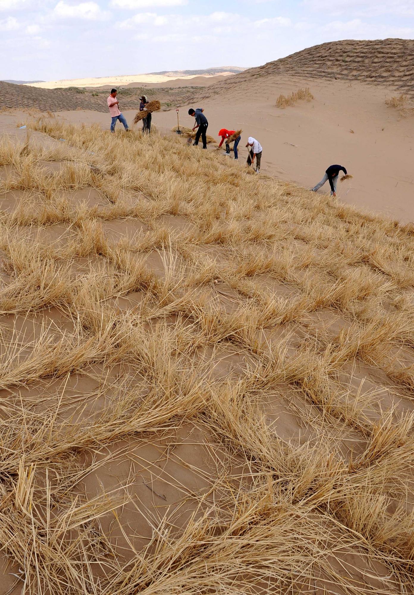 治理荒漠 保衛家園