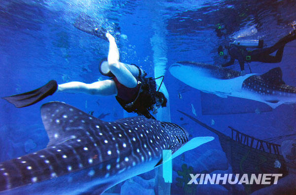 鯨鯊落戶青島[組圖]