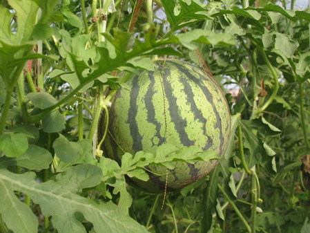 “一村一品”標(biāo)準(zhǔn)化 西瓜甜了 農(nóng)民樂了