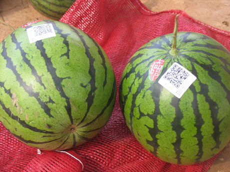 “一村一品”標(biāo)準(zhǔn)化 西瓜甜了 農(nóng)民樂了