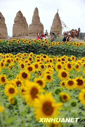 暢游金色花海[組圖]