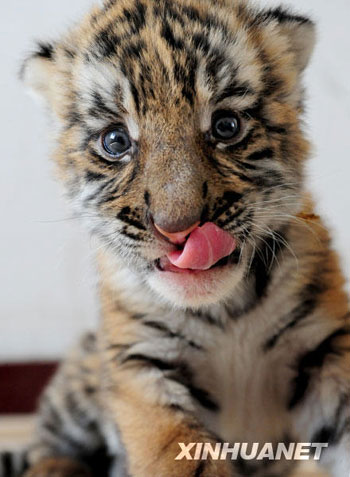 洛陽人工繁育華南虎獲得成功[組圖]