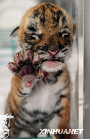 洛陽人工繁育華南虎獲得成功[組圖]