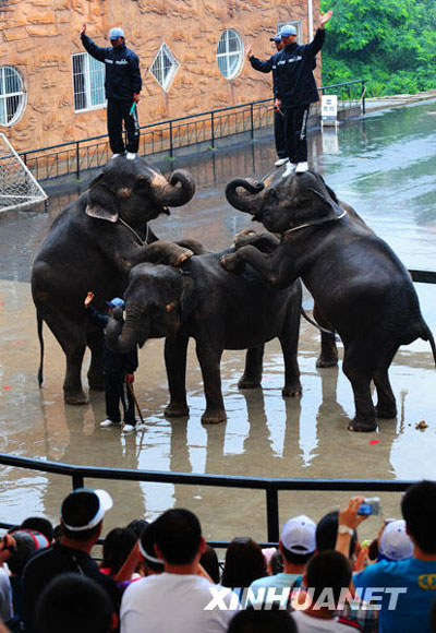 妙趣橫生的大象表演[組圖]