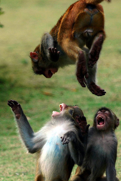 面朝大海的獼猴王國