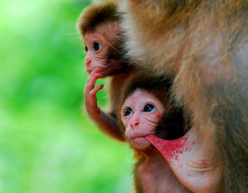 面朝大海的獼猴王國
