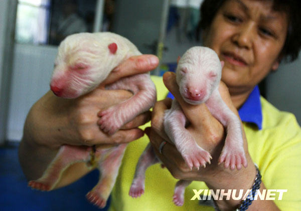 大連老虎灘海洋公園成功繁育一對北極熊幼仔[圖]