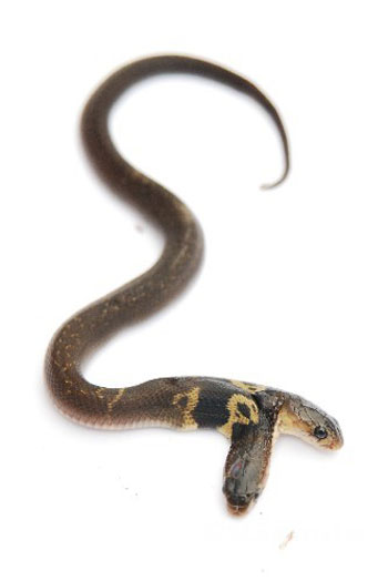 中國發現首條雙頭眼鏡蛇[組圖]