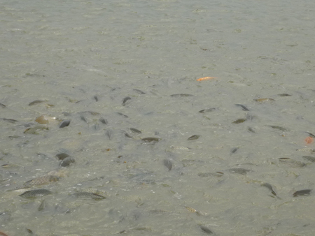 羅陽灘涂崛起蘇北最大萬畝生態高效養殖基地