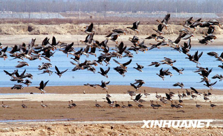 黃河實現(xiàn)連續(xù)十年不斷流[組圖]