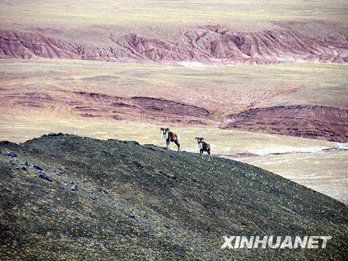 讓人迷醉的藏北無人區