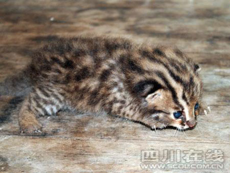 四川長寧發現不明野生動物 有待專家確認