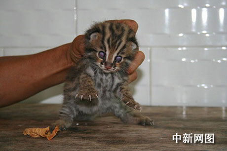 四川長寧發現不明野生動物 有待專家確認