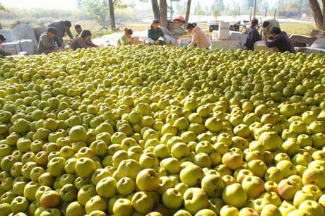 云南會澤金鐘鎮：一個新興的小康村[組圖]