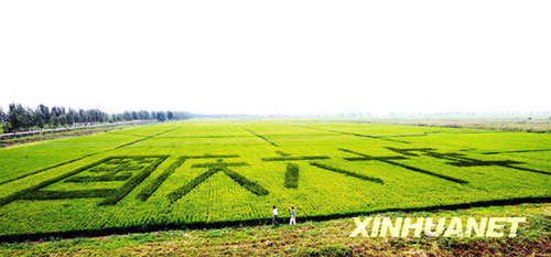 稻田里“長”出國慶祝福[組圖]