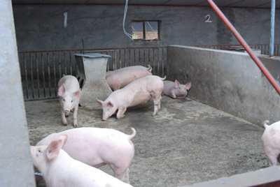 種養互補：榆陽區馬合鎮走出農民增收新路子