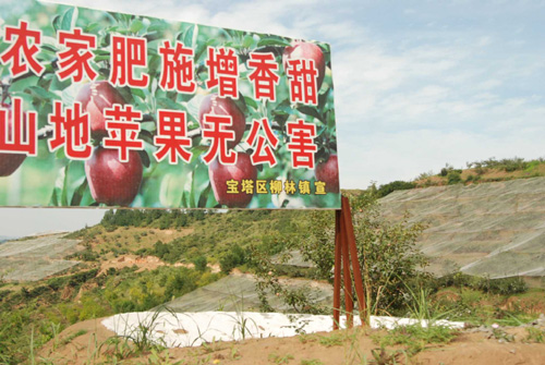 延安柳林鎮(zhèn)農(nóng)戶靠種植山地蘋果致富[圖]
