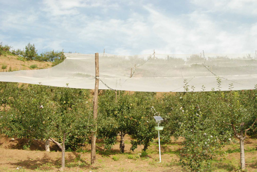 延安柳林鎮(zhèn)農(nóng)戶靠種植山地蘋果致富[圖]