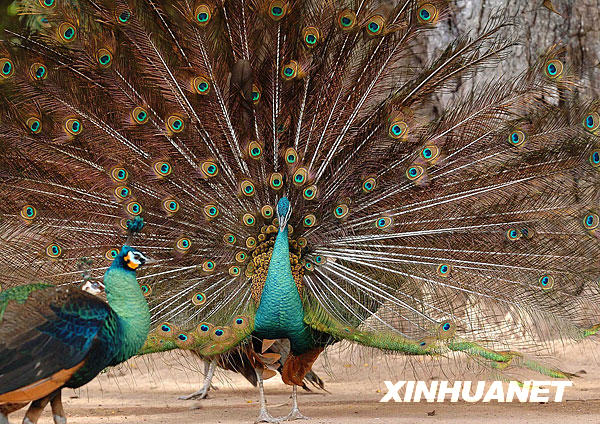 [經(jīng)典中國輝煌60年]景洪——西雙版納“黎明之城”的美麗容顏