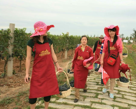 煙臺：東方葡萄海岸成為旅游熱點