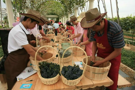 煙臺：東方葡萄海岸成為旅游熱點