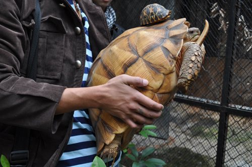 陸龜之王“安哥洛卡”登陸昆明[圖]