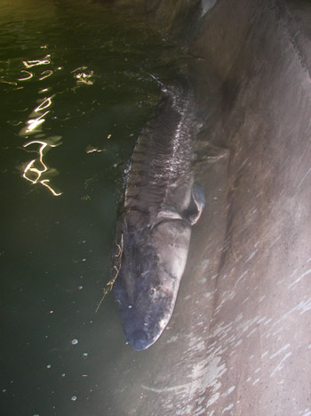 中華鱘全人工繁殖取得成功