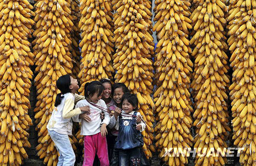 金秋玉米豐收[組圖]
