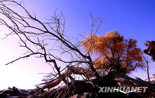 戈壁胡楊金秋如畫[組圖]