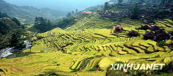 金色梯田美如畫