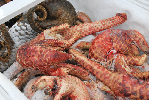 昆明森林公安局打擊破壞野生動植物資源違法犯罪見成效