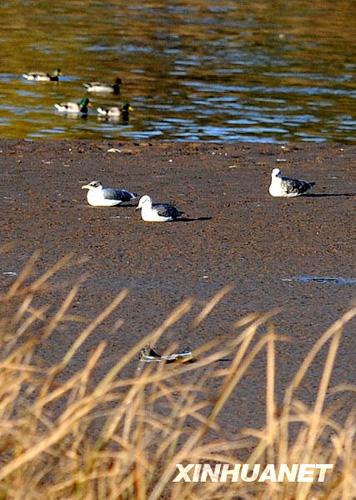 飛鳥翔集高原古城[組圖]
