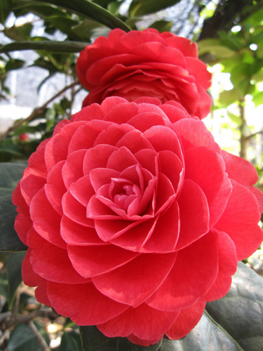 昆明每年都將為云南山茶花“過節”[圖]