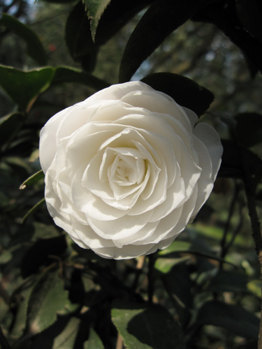 昆明每年都將為云南山茶花“過節”[圖]