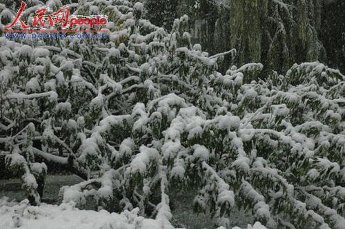 北京受降雪影響部分航班延誤 已啟動應急預案