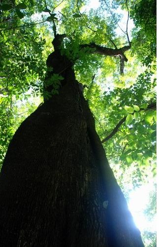 云南高黎貢山發現一片新的熱帶雨林